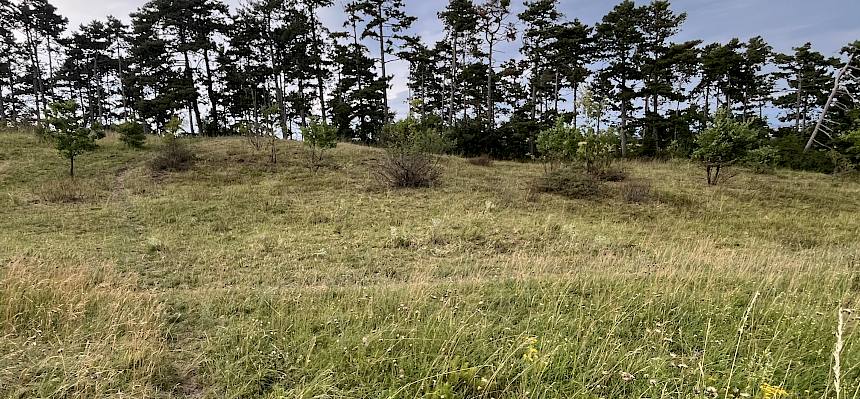 Trockenrasen mit Gebüschen