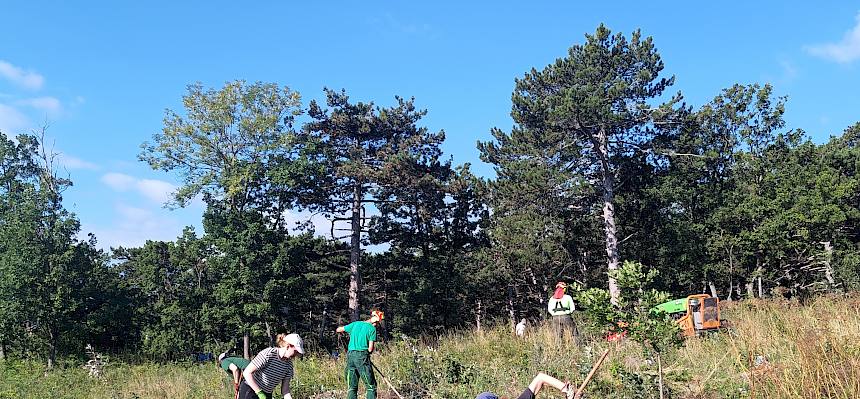Freiwillige am Trockenrasen verschließen Fräselöcher