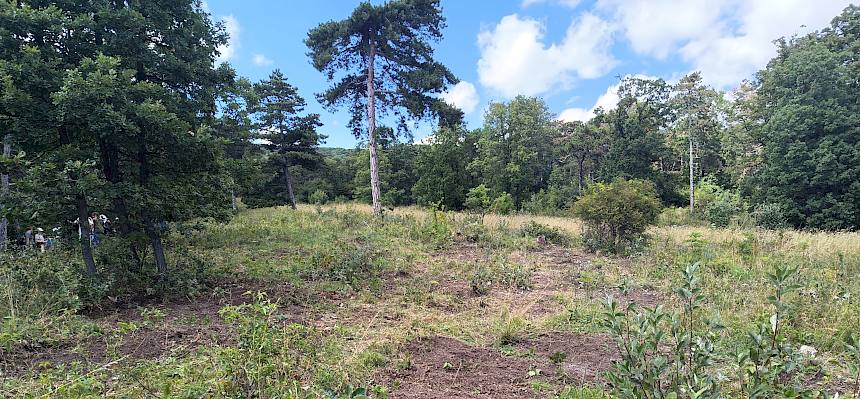 Halbtrockenrasen nach Einsatz einer Stockfräse