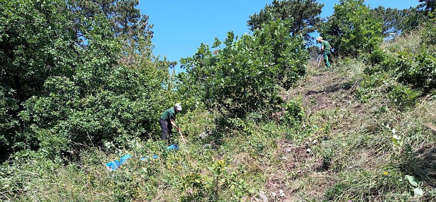 Steilhang mit Trockenrasen nach Stockfräseneinsatz