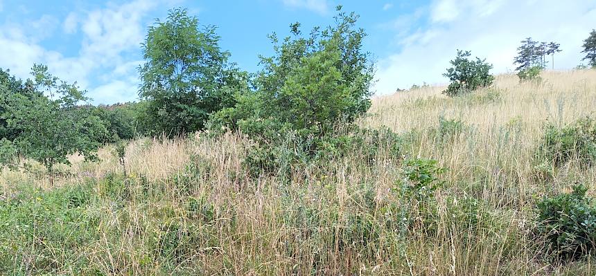 Halbtrockenrasen mit Gebüschen