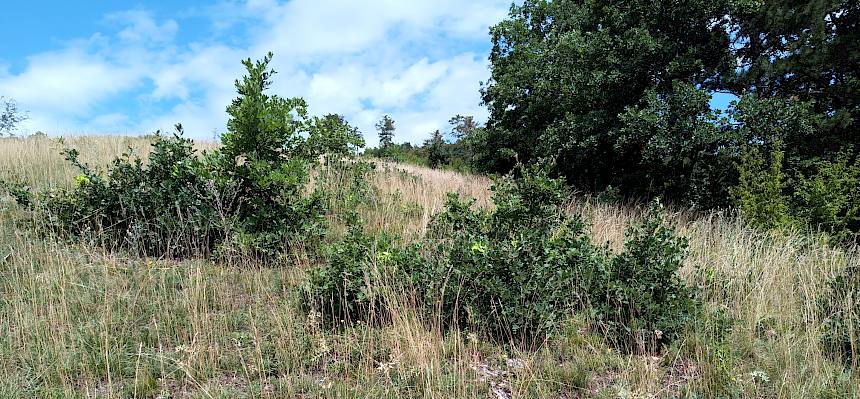 Trockenrasen mit Gebüschen