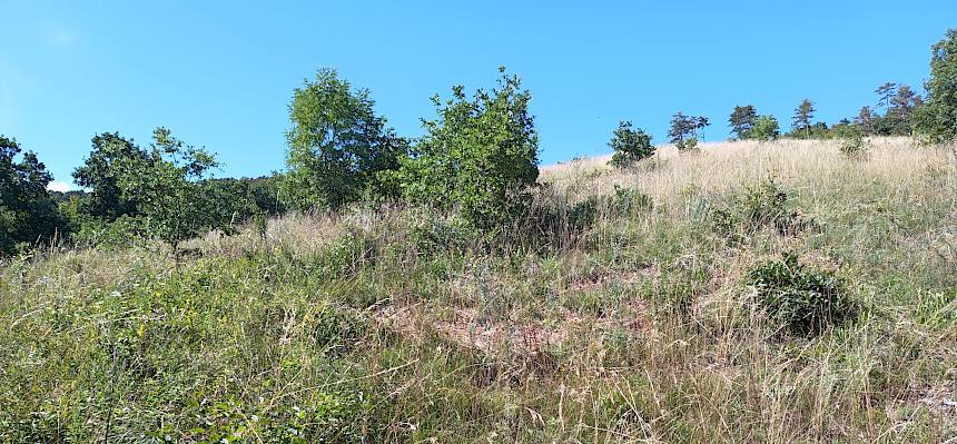 Trockenrasen mit offenem Boden