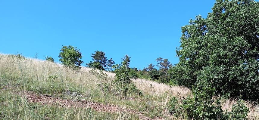 Trockenrasen mit offenem Boden