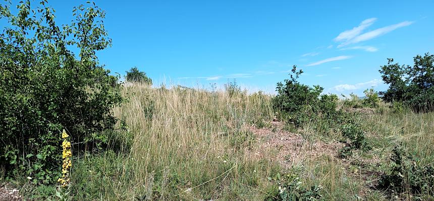 Trockenrasen mit offenen Bodenstellen