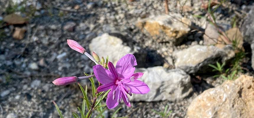 Rosmarin-Weidenröschen