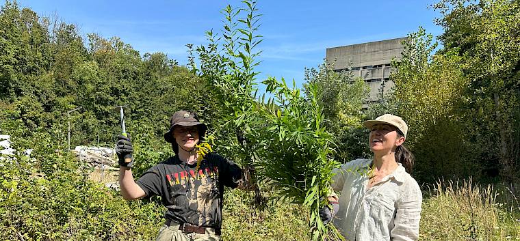 "Fette Beute" heute an Goldruten in Kaltenleutgeben. © LPV/E. Weisz-Emesz Menschen mit ausgerissenen Goldruten