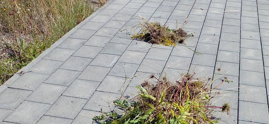 Ausgehackt Goldruten