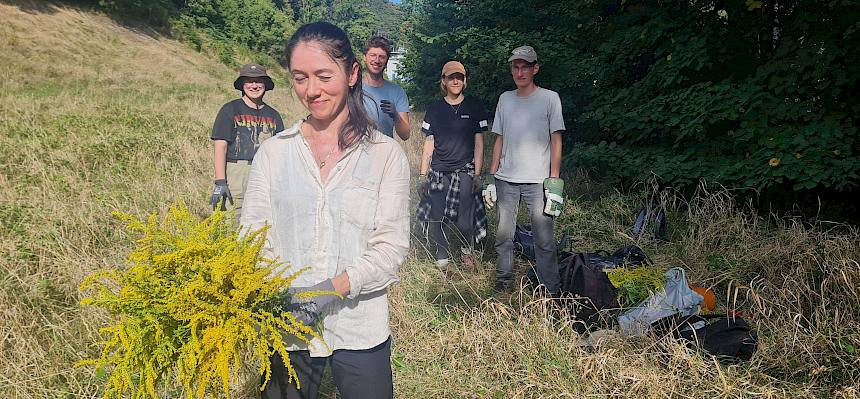Praktikantin wirft Goldrutenstrauß