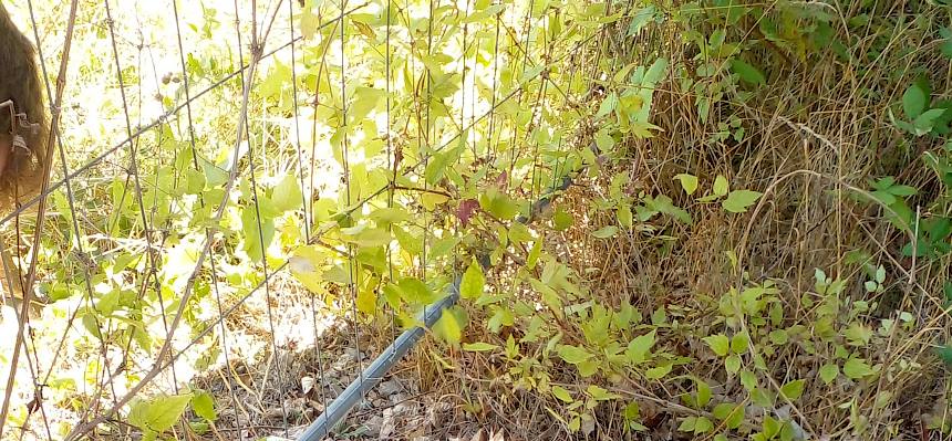 Freiwilliger kriecht unter Zaun durch