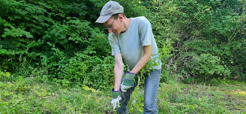 Goldrute wird ausgerissen