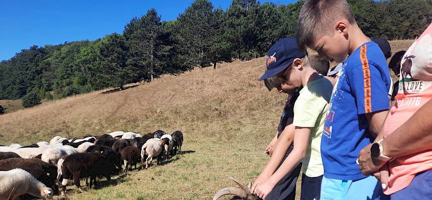 Kinder streicheln Ziege