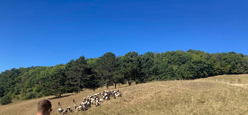 Kinder beobachten Hütehund Fin mit den Schafen