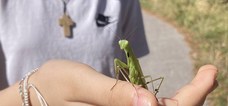 Die Kinder hatten keine Berührungsängste mit der Gottesanbeterin (Mantis religiosa). © LPV/N. Petermair Gottesanbeterin auf Hand