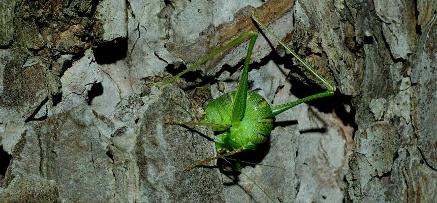 Punktierte Zartschrecke (Leptophyes punctatissima)