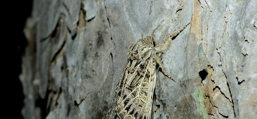 Große Raseneule (Tholera decimalis)
