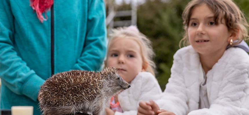 Kinder betrachten Igel-Präparat
