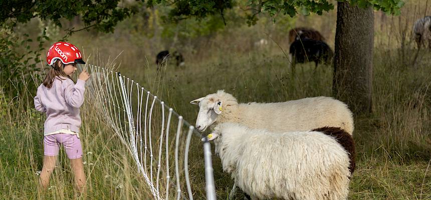 Kind betrachtet Schafe