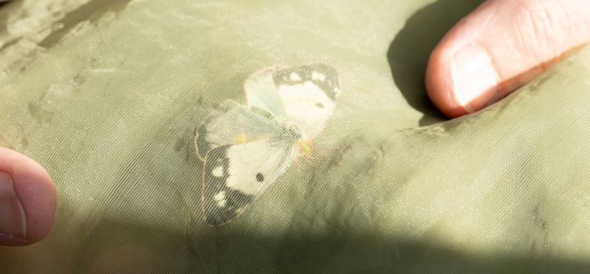 Schmetterling in Kescher