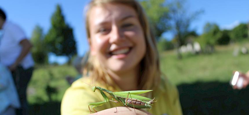 Gottesanbeterin (Mantis religiosa)