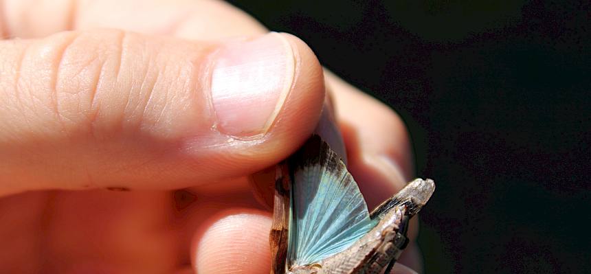 Blauflügelige Ödlandschrecke (Oedipoda caerulescens)