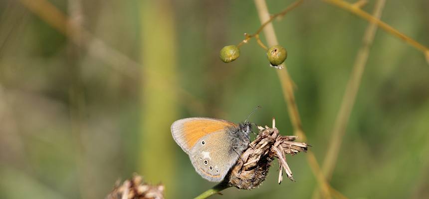 Rotbraune Wiesenvögelchen (Coenonympha glycerion)