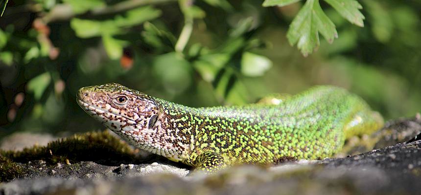 Östliche Smaragdeidechse (Lacerta viridis)