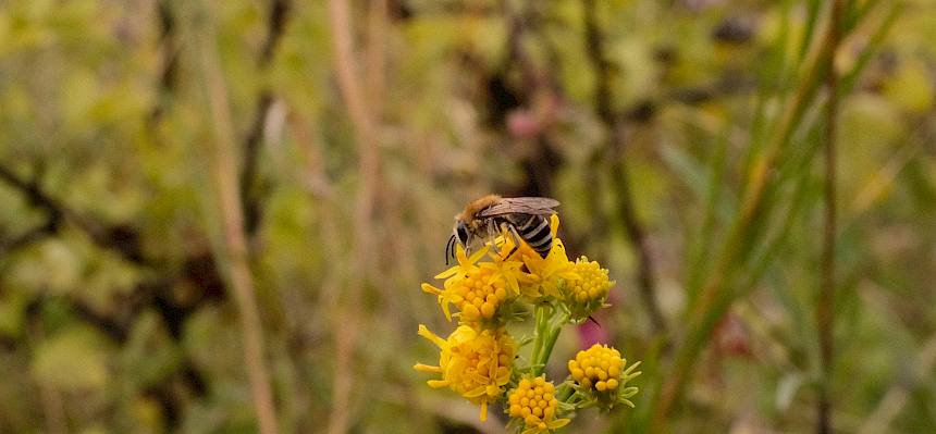 Goldschopf-Aster mit Wildbiene
