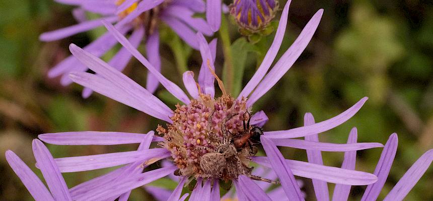 Berg-Aster und Krabbenspinne mit Beute