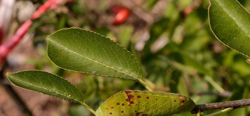 Segelfalter-Raupe (Iphiclides podalirius)