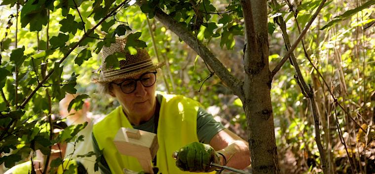 Im Rahmen der heutigen Praxisfortbildung lernten Bauhofmitarbeiter:innen und Gemeinderät:innen aus 18 Gemeinden den Umgang mit AILANTEX, einem Präparat zur erfolgreichen Bekämpfung des invasiven Götterbaums. © LPV/J. FFischer Teilnehmerin beimpft Götterbaum