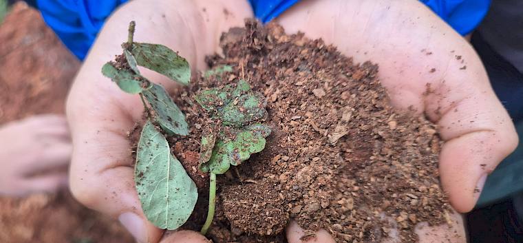 "In einer Handvoll gutem Humusbodens gibt es viel mehr Lebewesen als Menschen auf der Erde" - Stern-Report, 1985: Rettet den Boden. © LPV/L. Reimoser-Berger Eine Hand voll Boden