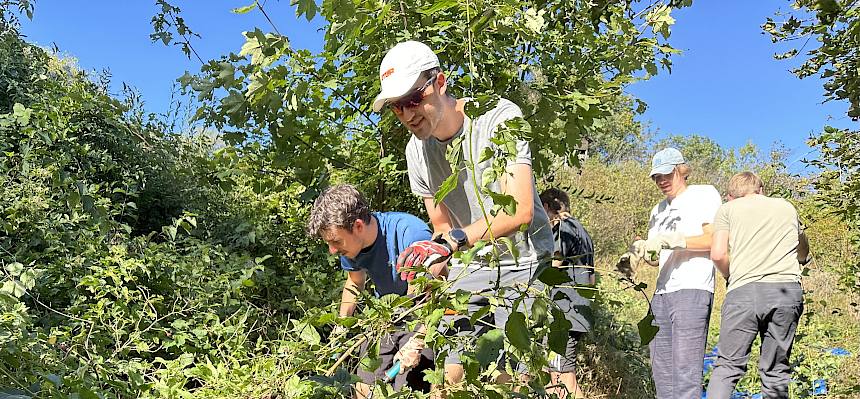 Männer schneide Büsche