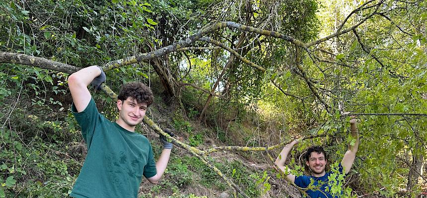 Männer mit abgeschnittenen Baum
