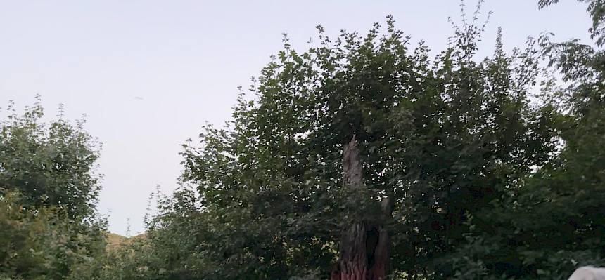 Menschengruppe im Wald