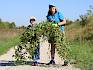 Geschafft! Die Waldrebe (Clematis vitalba) wurde erfolgreich von der Naturwiese entfernt. © LPV/F. Hohn Personen halten entfernte Waldrebe
