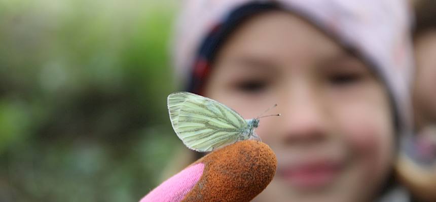 Schmetterling Grünaderweissling