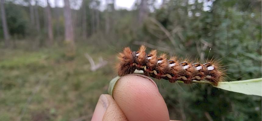 haarige Raupe