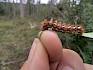 Die "flauschige" Raupe eines Schmetterling aus der Familie der Eulenfalter (Noctuidae). © LPV/J. FFischer haarige Raupe