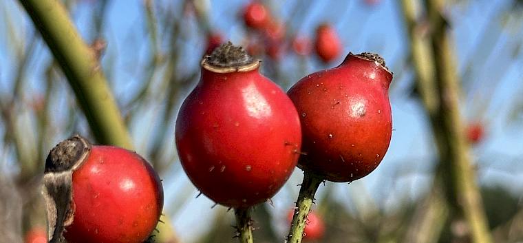 Die Hagebutten bieten viele wichtige Bestimmungsmerkmale, wie Form, Größe und das Vorhandensein von Drüsen. © LPV/A. Peters Hagebutten