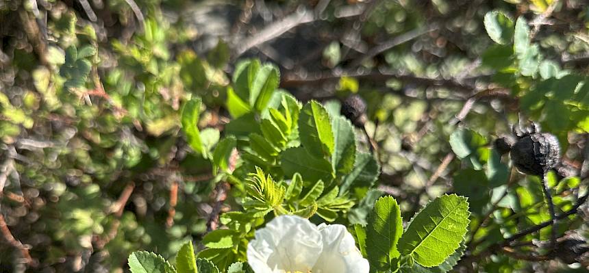Wildrosenblüte