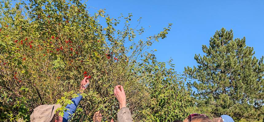 Menschen greifen nach Hagebutten