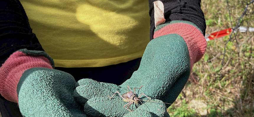 Steppen-Sattelschrecke (Ephippiger ephippiger)