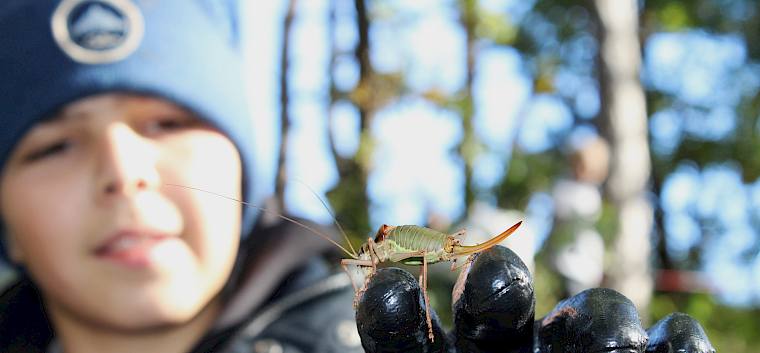 Neben der fleißigen Pflegearbeit gab es heute in Pfaffstätten spannende Tiere wie die Steppen-Sattelschrecke (Ephippiger ephippiger) zu entdecken. © LPV/L. Strobl Kind hält Steppen-Sattelschrecke