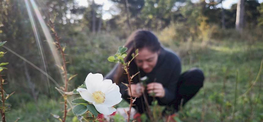 Bibernell-Rose (Rosa spinosissima)