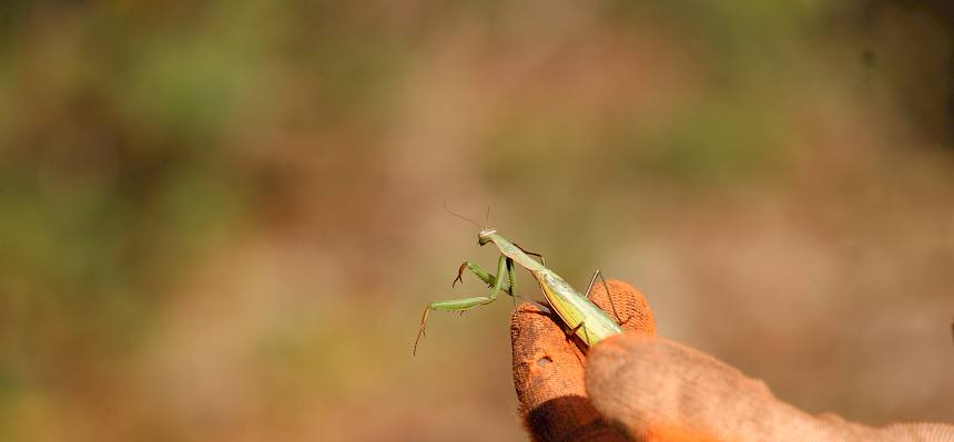 Gottesanbeterin (Mantis religiosa)