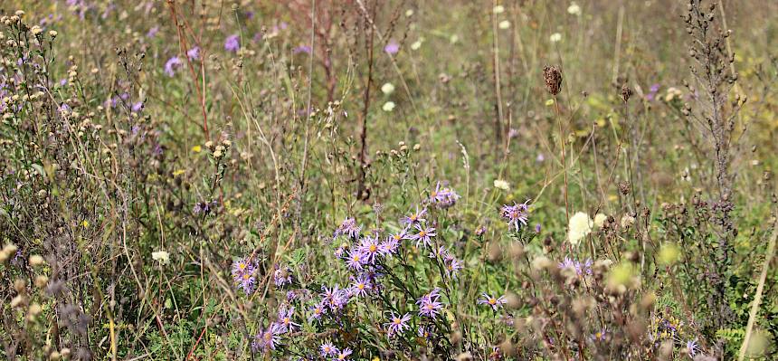 Berg-Aster (Aster amellus)