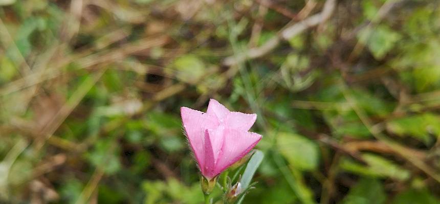 Kantabrische Winde (Convolvulus cantabrica)