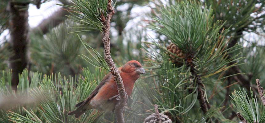 Fichtenkreuzschnabel