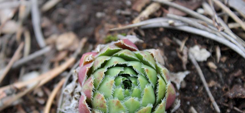 Kurzhaar-Fransenhauswurz